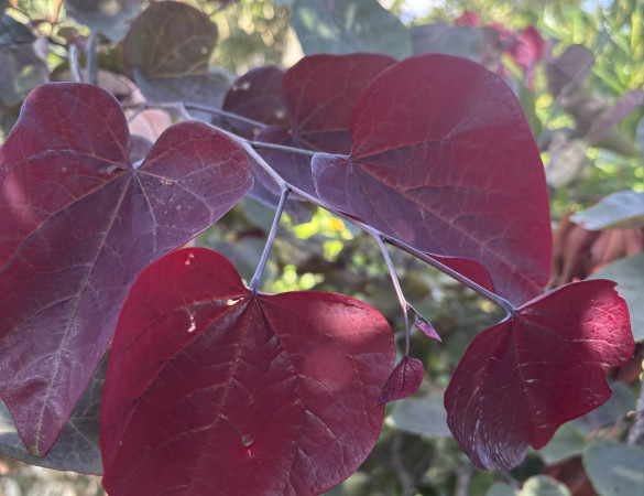 Rode judasboom - Cercis Forest pansy
