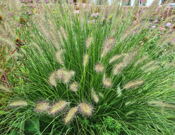 Lampenpoetsergras - Pennisetum alopecuroides 'Hameln'