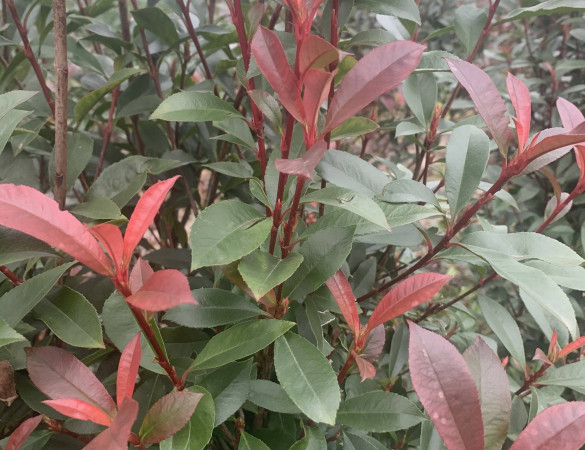 Glanzmispel-Photinia Carré rouge 