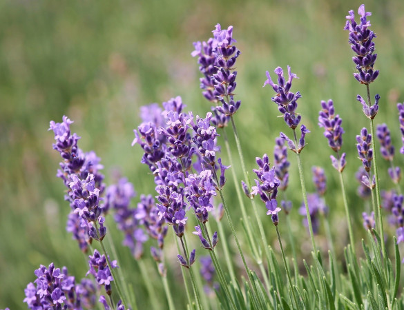 Lavendel  ‘dwarf bleu‘ 