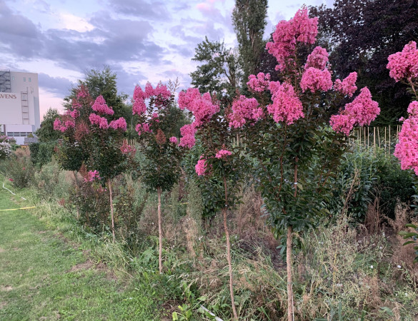 Lagerstroemia indica ‘ Sioux’ 