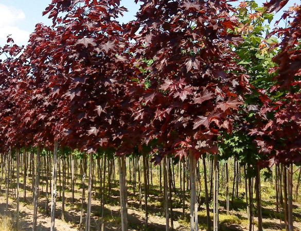 Rode esdoorn - Acer Royal red