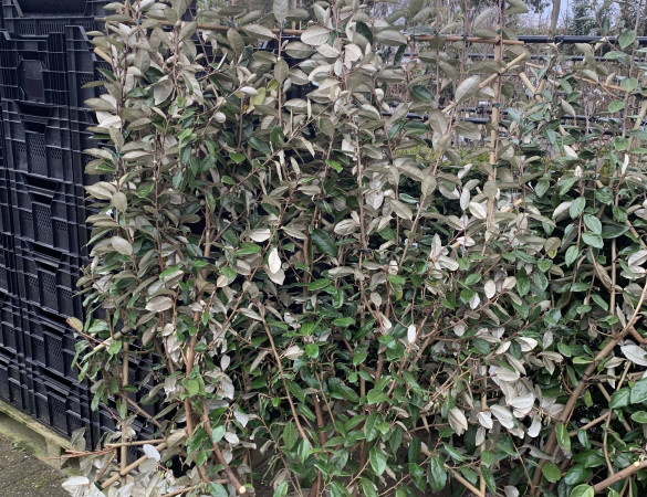 Eleagnus ebbingei - Olijfwilg 