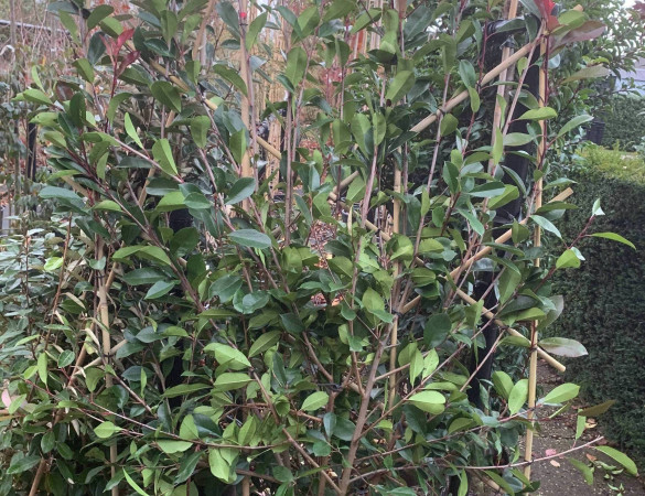 Photinia Fraseri Red Robin - Glansmispel