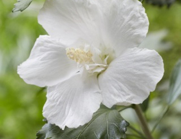 Witte zuilvorm hibiscus - Hibiscus syriacus Flower Tower White ('Gandini van Aart'PBR) 