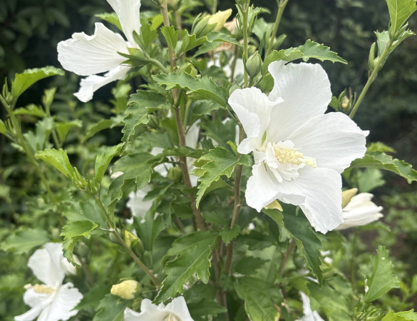 Witte zuilvorm hibiscus - Hibiscus syriacus Flower Tower White ('Gandini van Aart'PBR) 
