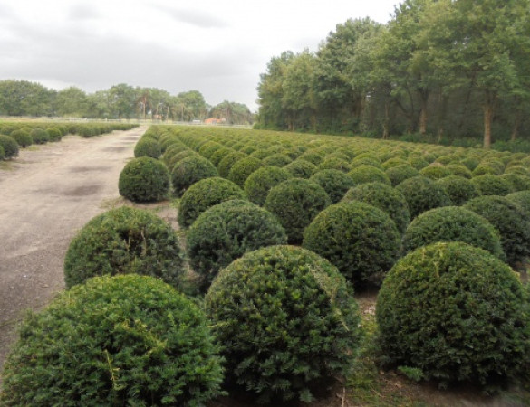 Bolvorm taxus 