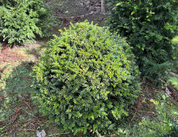Bolvorm taxus 