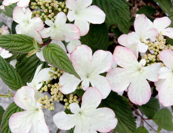Leivorm Sneewbal boom - Viburnum plicatum Kilimanjaro 