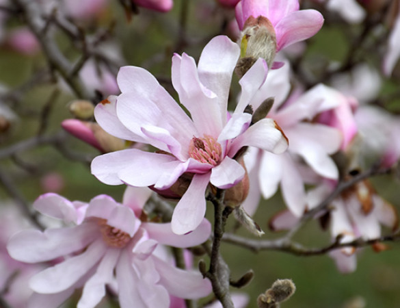 Valse tulpenboom- Magnolia x loebneri 'Lionel messel'