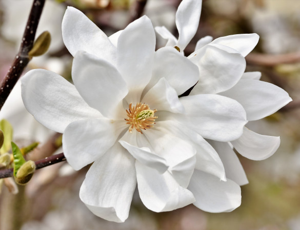 Valse tulpenboom- Magnolia x loebneri 'Lionel messel'