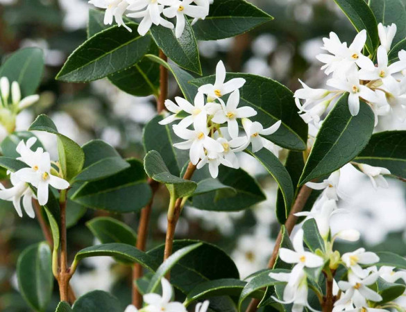 Osmanthus Burkwoodi - schijnhulst