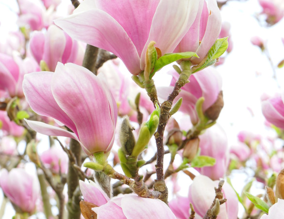 magnolia soulangeana - beverboom struik