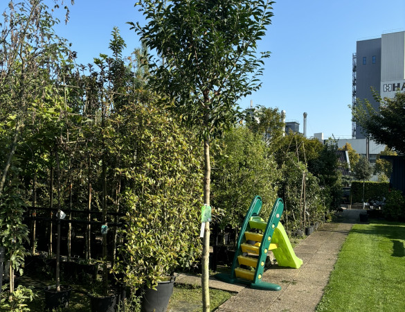 Portugese laurier - Prunus Lucitanica Brenelia 