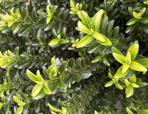 Japanse kardinaalsmuts - Euonymus japonicus 'Green Spire'  (buxus vervanger)