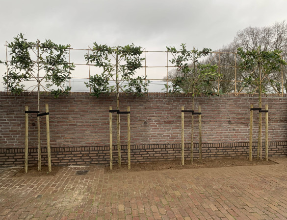 Leiboom met bamboe verbinden