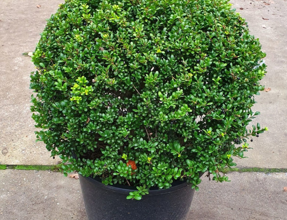 Ilex crenata Glory gem - bolvorm Japanse Hulst 