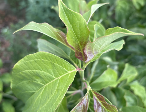 Amerikaanse Kornoelje - Cornus Florida ‘ Rubra’ 