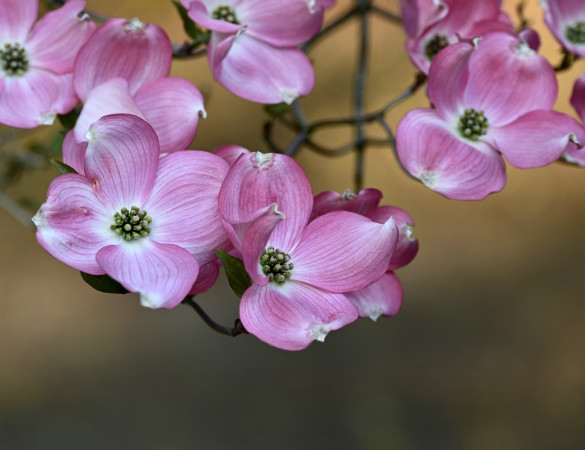 Amerikaanse Kornoelje - Cornus Florida ‘ Rubra’ 