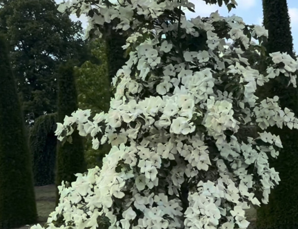Amerikaanse Kornoelje - Cornus Florida Rainbow 