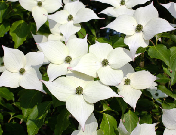 Groot bloemige kornoelje - Cornus kousa  Weisse fontaine  