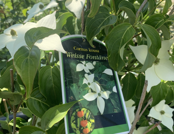 Groot bloemige kornoelje - Cornus kousa  Weisse fontaine  