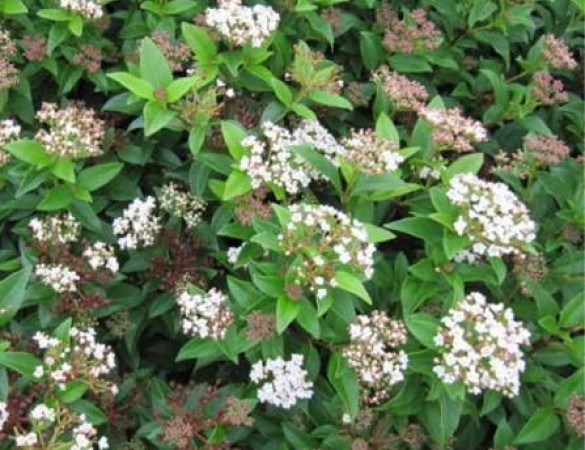 Sneeuwbal - Viburnum Tinus ‘Tuscan Dream‘ 