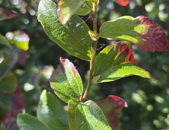 Parrotia persica ‘Persian spire‘ - zuilvorm vlamboom/ijzerhout