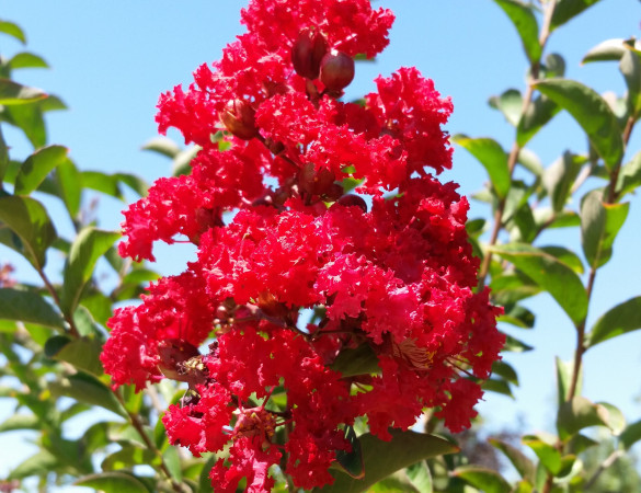 Lagerstroemia indica Tuscarora-   Indische sering