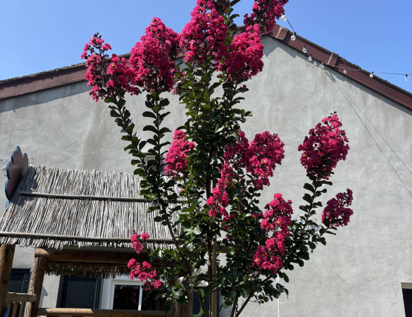 Lagerstroemia indica Tuscarora-   Indische sering