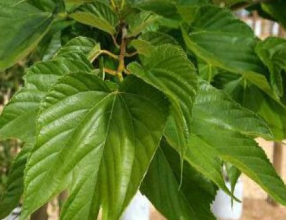 Dakmoerbei - morus macrophylla vruchtdragend 