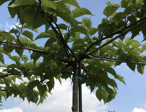Dakmoerbei - morus macrophylla vruchtdragend 