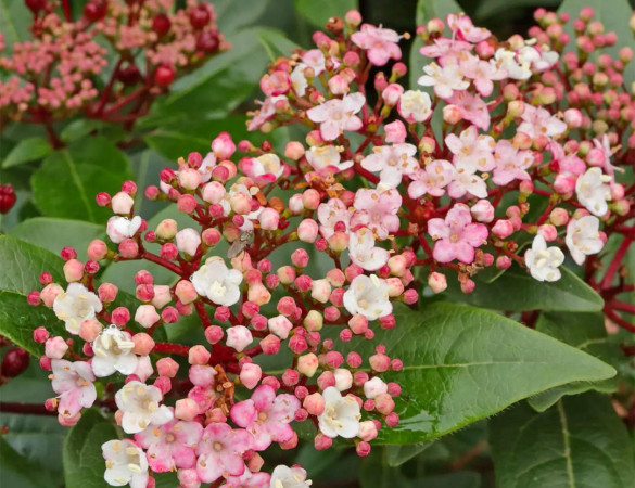 Sneeuwbal - Viburnum Tinus ‘Eve Price’ 
