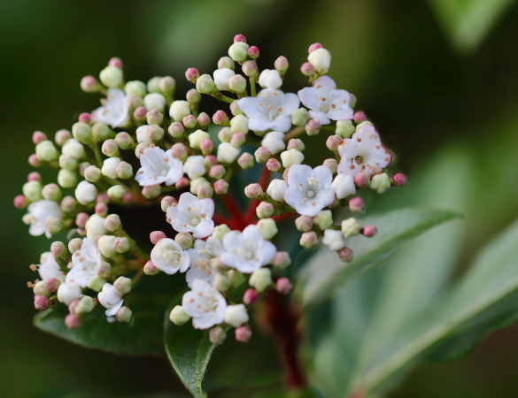Sneeuwbal - Viburnum Tinus ‘Eve Price’ 