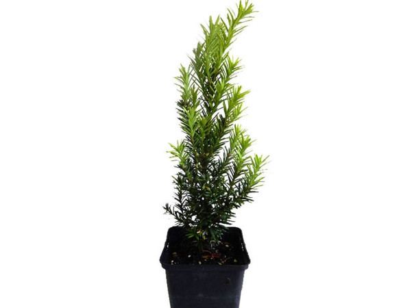 Taxus bacatta - venijnboom