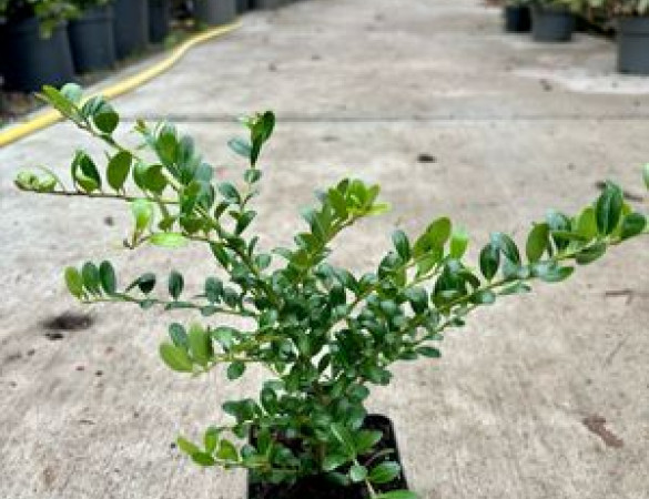 Japanse Hulst - Ilex crenata green hedge 