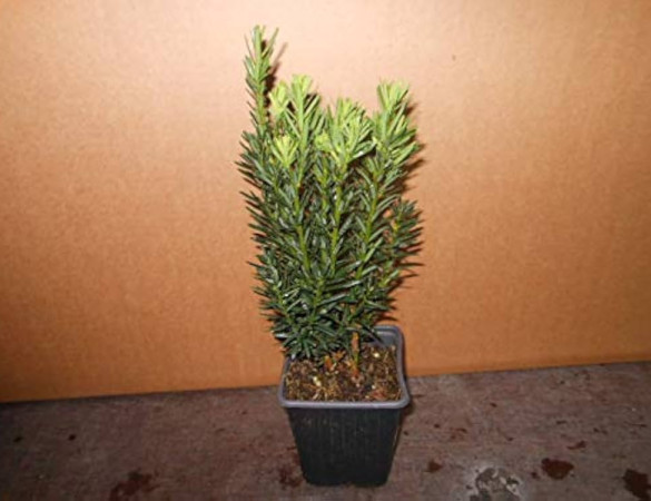 Taxus hillii - venijnboom zonder bes
