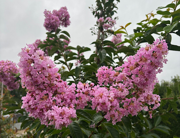 Leivorm Indische sering  - Lagerstroemia indica Muskogee 