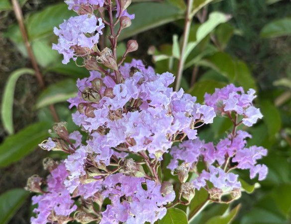 Leivorm Indische sering  - Lagerstroemia indica Muskogee 