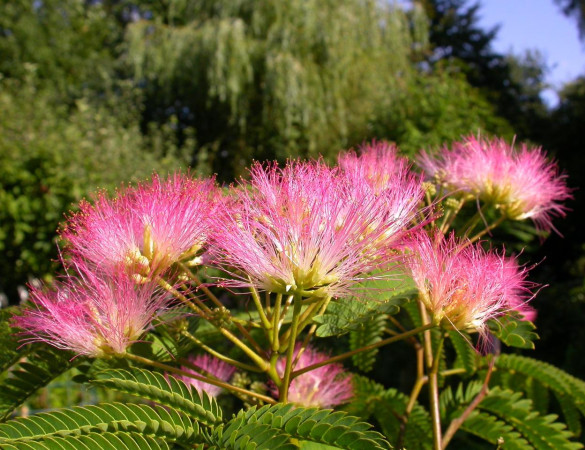 Perzische slaapboom - Albizia julibrisim ‘ Umbrella Bourbri ‘ 