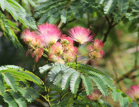 Perzische slaapboom - Albizia julibrisim ‘ Umbrella Bourbri ‘ 