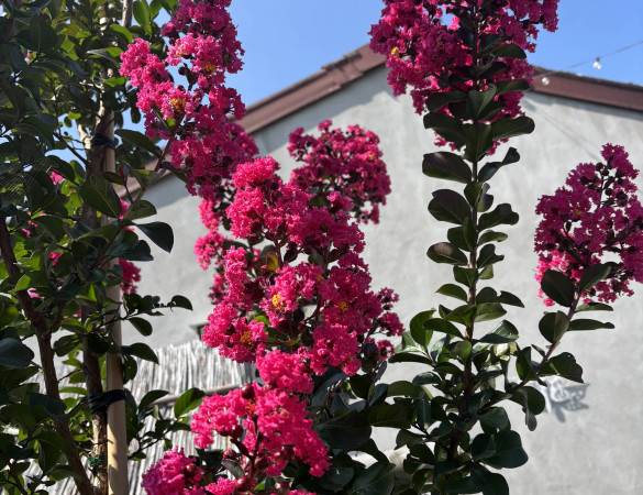 Indische sering - Lagerstroemia indica Tuskegee 
