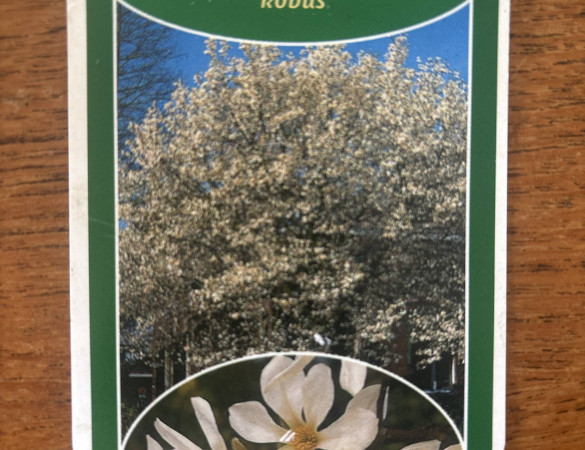 Magnolia kobus - hoogstam 