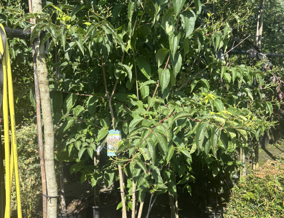 Heptacodium miconioides - zevenzonenboom