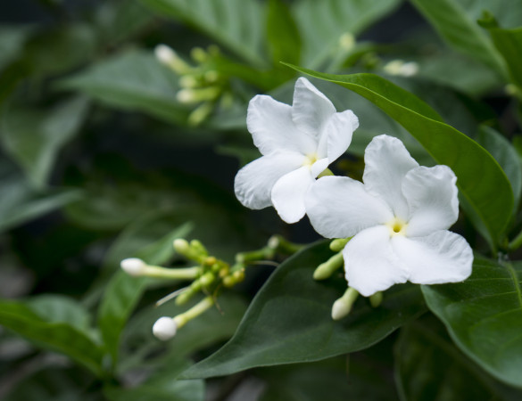 Toscaanse jasmijn - Trachelospermum jasminoides 