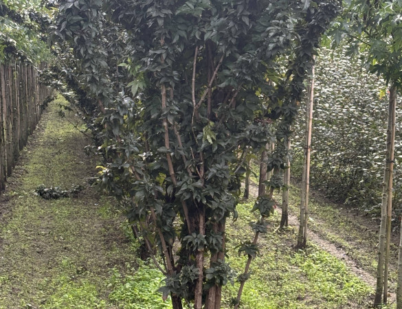 Gewone vlier - Sambucus nigra 'Black Tower'