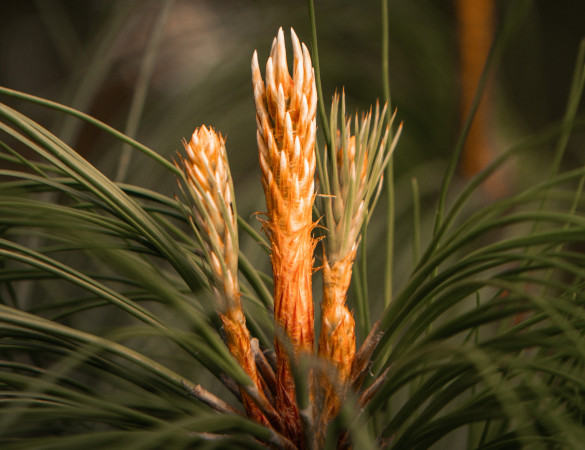 Zwarte den - Pinus Nigra 