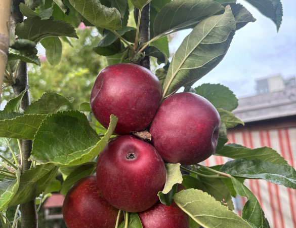Rode Zuilvorm appel - malus red Sensation 