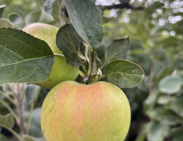 Groene Zuilvorm appel - Malus Green Sensation 