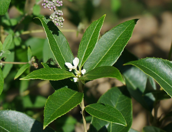 Schijnhulst - Osmanthus x burkwoodii